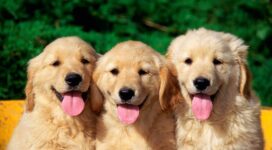 Cute Dogs9806311681 272x150 - Cute Dogs - Lovely, Dogs, Cute